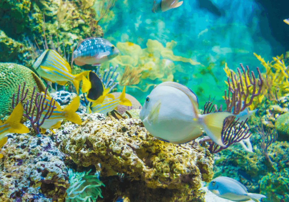Sharm El Naga