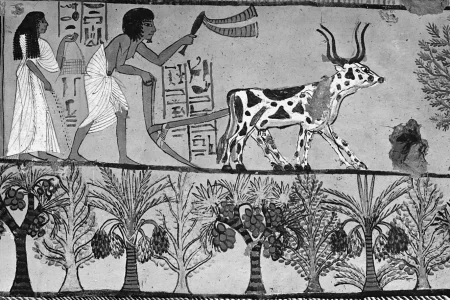 The Primary Source of Agriculture