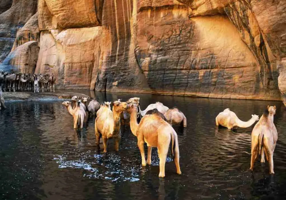 Wadi El Gemal National Park