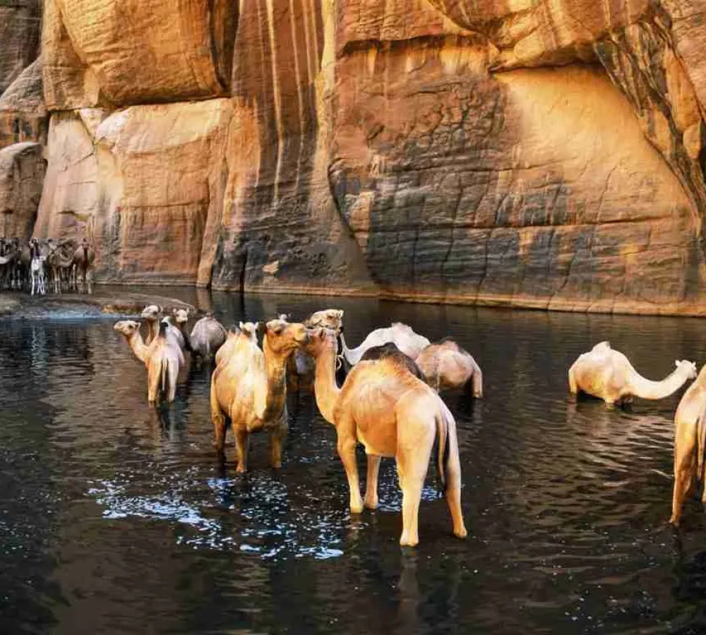 Wadi El Gemal National Park