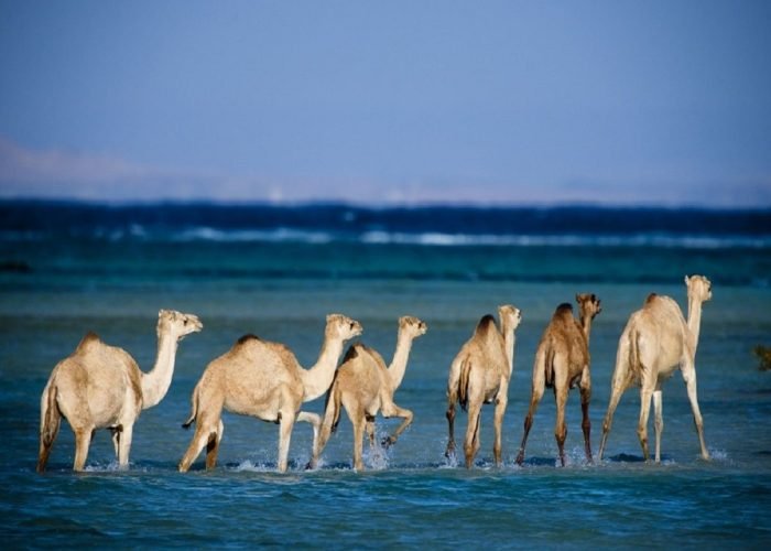 Wadi El Gemal from Marsa alam