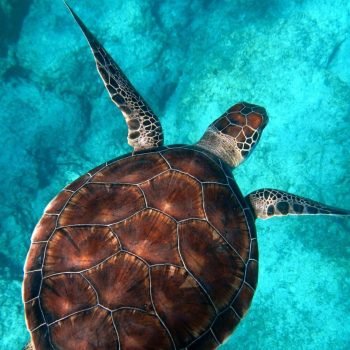 turtle with  egypt tour magic