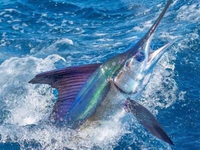 fishing with egypt tour magic5